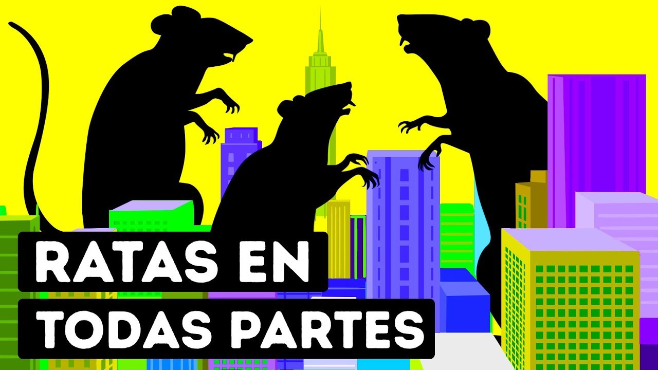�Por qu� las ciudades no pueden deshacerse de las ratas?