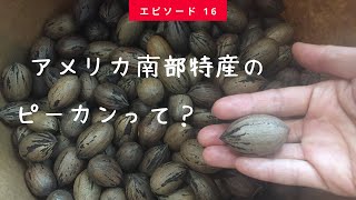 アメリカ南部特産のピーカンナッツを紹介します！