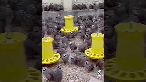 кеклик кабк куропатка ферма