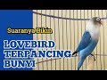 Suaranya Bisa Bikin Lovebird Lain Terpancing Ikut Bunyi Ngetik Ngekek