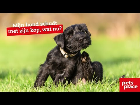 Video: Waarom duwt mijn puppy zijn kom weg?