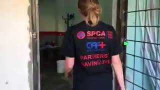 Chernobyl Spay And Neuter Clinic Underway Spca International Global Animal Rescue