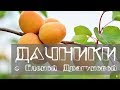 Дачники. Абрикос - 2 часть. Сорта абрикоса, которые хорошо растут в Сибири