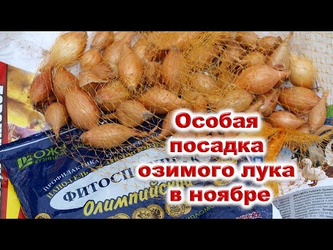 Почему надо посадить озимый лук в ноябре? Как обезопасить луковицы от грибковых заболеваний?