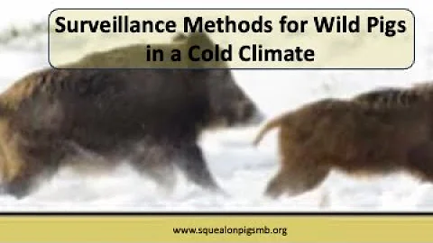 Surveillance methods for wild pigs in a cold climate