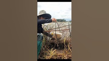 Thăm Lờ Dính Cá Lóc Đồng, Cá Trê Lai, Cá Rô Đồng Mùa Nước Nổi #shorts #cálócđồng #cárôđồng