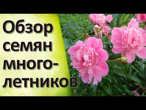 Многолетники Обзор семян