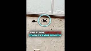 Would you have stopped to help this bird? 🥺🐦