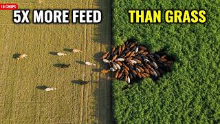 10 Crops That Produce 5X More Livestock Feed Than Grass Per Acre