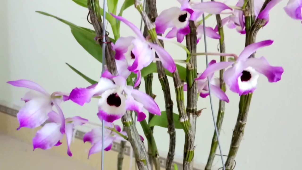 Kết quả hình ảnh cho dendrobium nobile