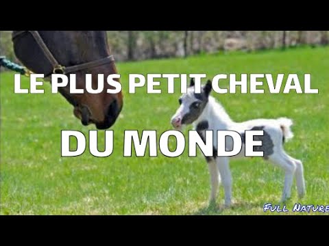 Vidéo: Le Plus Petit Cheval D'Australie - Vue Alternative