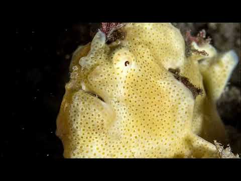 Facts: The Painted Frogfish