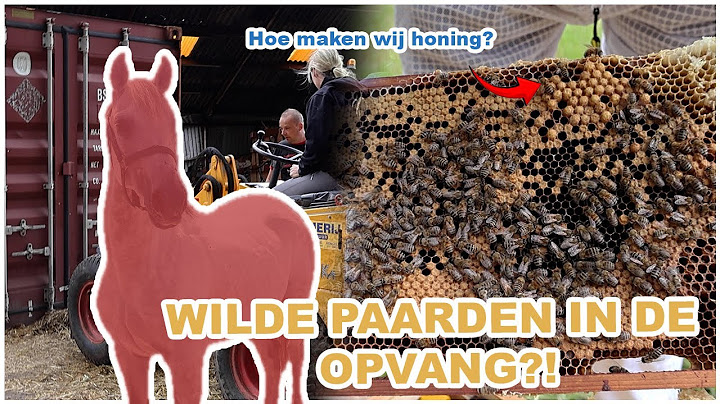 WILD HORSES in the SHELTER! 8 YEARS NOT IN HAND! || VLOG Paardzoektbaas