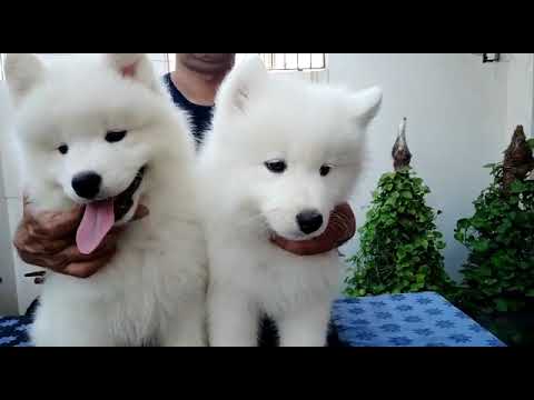 Show Quality Samoyed Puppies Available For Sale Samoyed Puppy Pair Available India Youtube Show Quality Samoyed Puppies Available For Sale Samoyed Puppy Pair Available India Youtube
