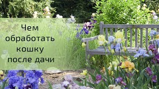 КОШКА ПОСЛЕ ДАЧИ. Чем обработать кошку после дачи? КОШКА ПОСЛЕ ДАЧИ. Чем обработать кошку после дачи?