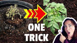 Revive dying tomato plants with this one EASY trick