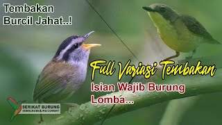 Suara Burung Kecil Nembak Untuk Masteran Burung Lomba | Variasi Tembakan Burcil Fighter