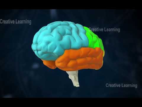 Video: Watter neuron is in die sentrale senuweestelsel geleë?