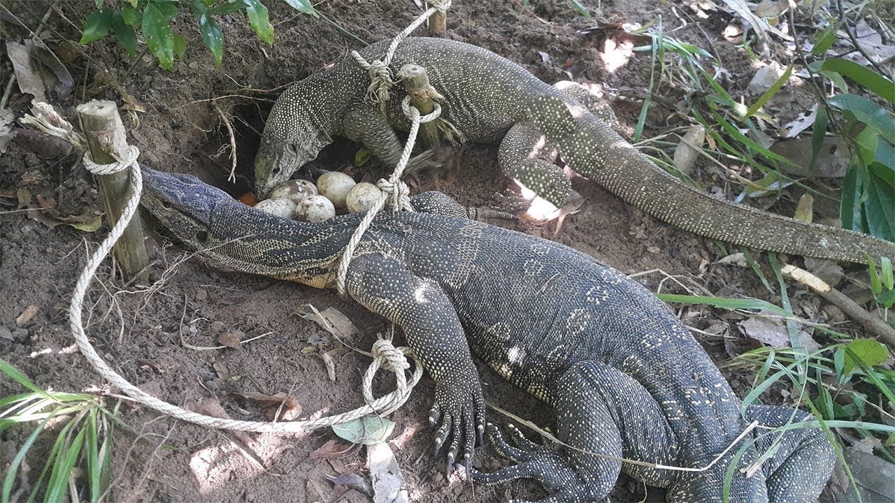 Dragon Trap ⎟ Easy Trap With egg bait and rope work 100 YouTube Dragon Trap ⎟ Easy Trap With egg bait and rope work 100 YouTube