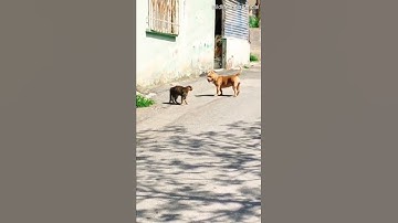 Pitbull Dog Fighting with Cat. DOG Vs CAT Fight. #short #shorts #dog #pitbull #pitbulldog #cat