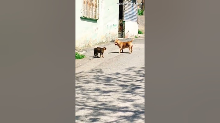 Pitbull Dog Fighting with Cat. DOG Vs CAT Fight. #short #shorts #dog #pitbull #pitbulldog #cat