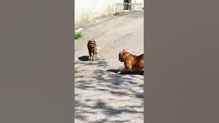 Pitbull Dog Fighting with Cat. DOG Vs CAT Fight. #short #shorts #dog #pitbull #pitbulldog #cat