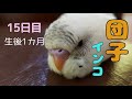 プチリフォーム　インコと暮らす部屋の止まり木　セキセイインコのしらす　Budgerigar perch