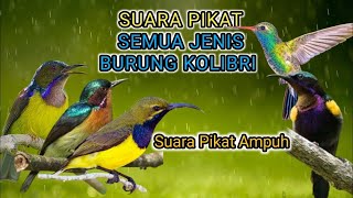 Suara pikat burung kecil suara ribut ANTI GAGAL