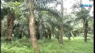 Red Sandalwood (Chandan) Nursery & Plantation - Paadi Pantalu