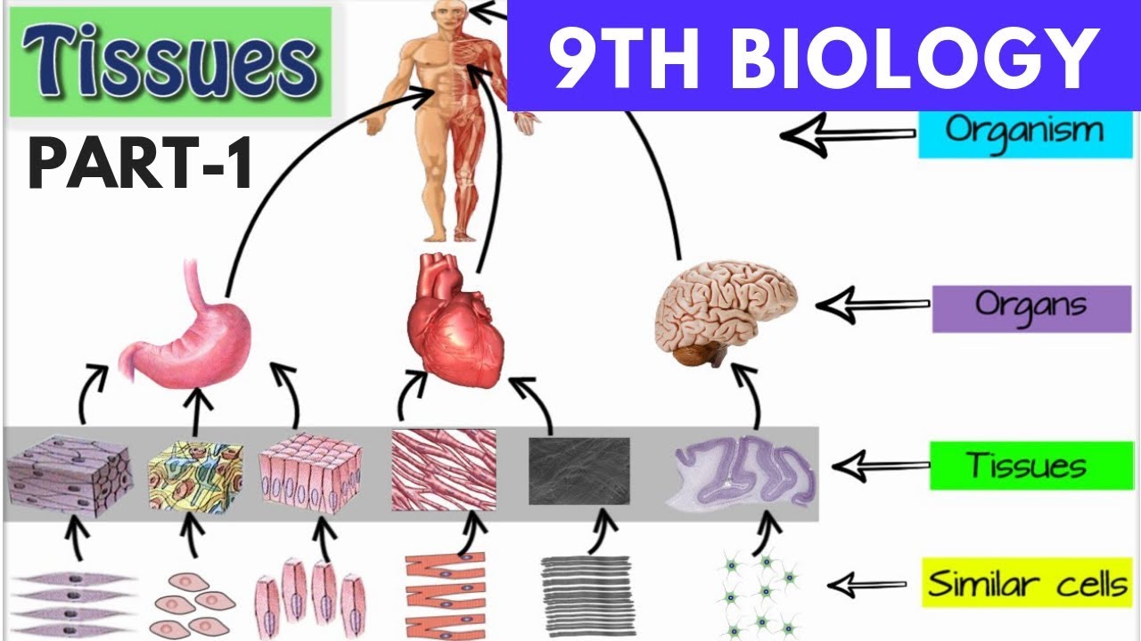 presentation on tissues class 9