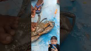 how to tie a crab properly #shorts #short #how to