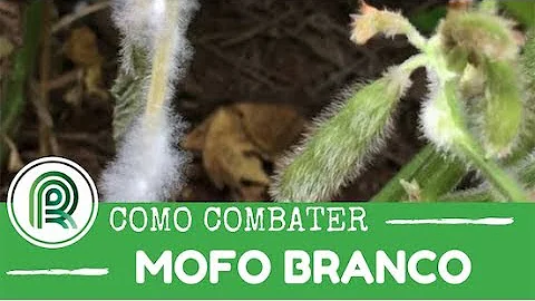 Como identificar o mofo branco?