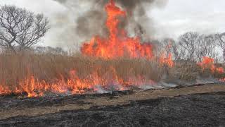 2023年の菅生沼の野焼きControlled burning in Japan @ Sugaonuma marsh, Ibaraki Prefecture