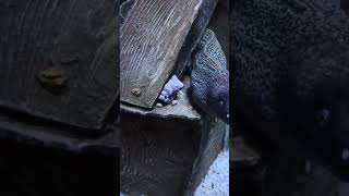 Dev Müren Balıkları