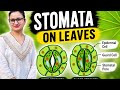 Role of stomata in photosynthesis