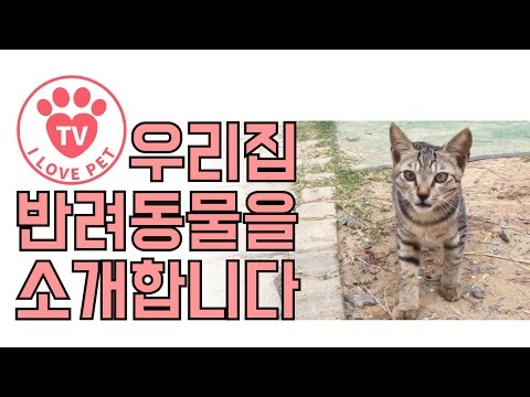 [우반소#4]여행가서 만난 길냥이! 귀욤귀욤~♥