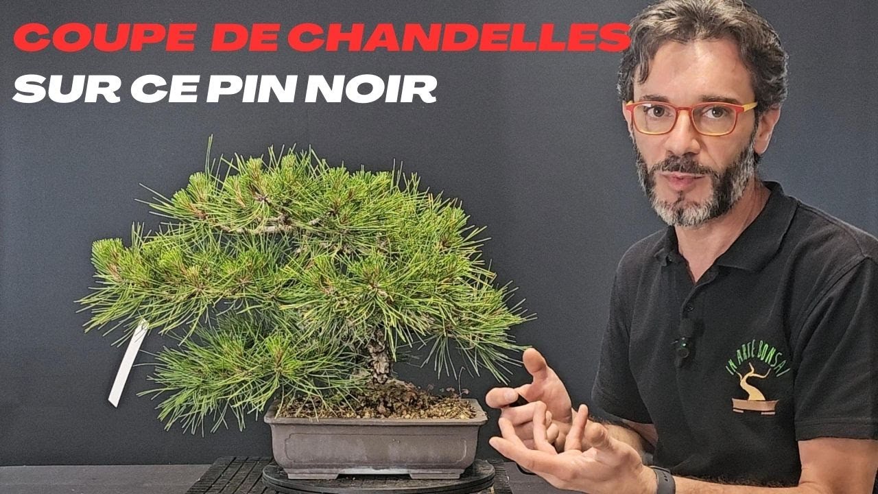 Comment couper les chandelles sur les pins