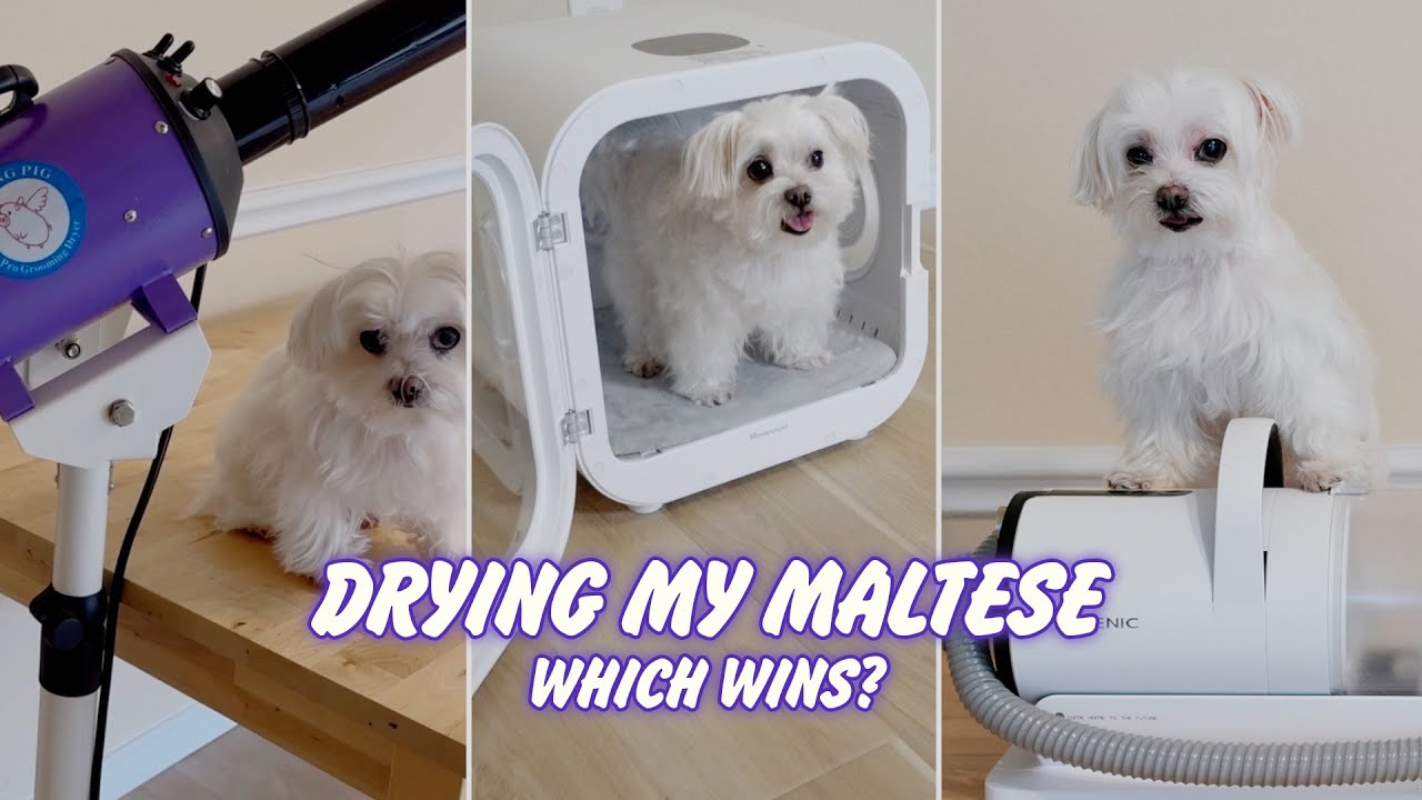 Maltese Dog Grooming at Home: 3 Dryers Compared & Reviewed!