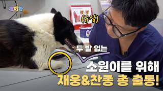 두 발 없는 소원이를 위해 재끼찬이 모였습니다
