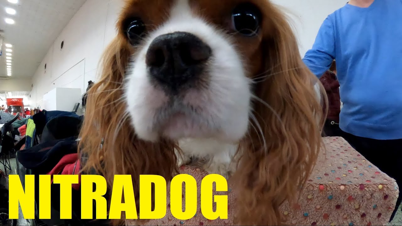 NITRADOG PRIBINA CUP - Agrokomplex Nitra Slovakia - Medzinárodná výstava psov Nitradog