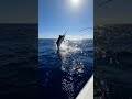 Hooked a Monster Marlin! #fishing #videofishing #fishinglife #fypシ゚viral