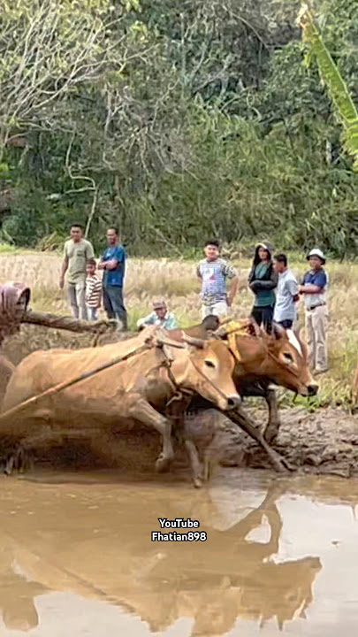 Pacu jawi, budaya Minangkabau #fhatian898 #automobile #sapimakan #cow #sapigemuk #bull #animals