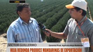 Hoja Redonda produce mandarinas de exportación