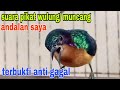 suara pikat kowul/ kolibri wulung, kolibri muncang