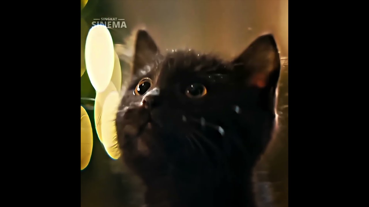 Man Adopts Last Black Cat In Shelter #movie