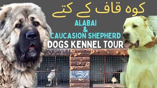 BIG ALABAI & CAUCASION SHEPHERD|DOGS KENNEL TOUR|KENNEL REGISTRATION GUIDE|FEE STUCTURE|DOG DIET