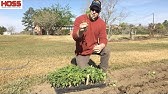 Tomato Growing Secrets: Planting tomatoes 