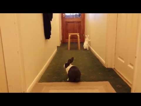 funny-rabbit-binky-bunnies-running-around