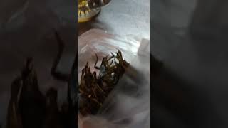 Eating insects in Yangon