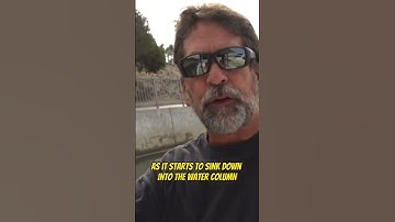 How to use Cut Squid for Bait! #sportfishing #fishing #squidfishing #squid #fishingbait